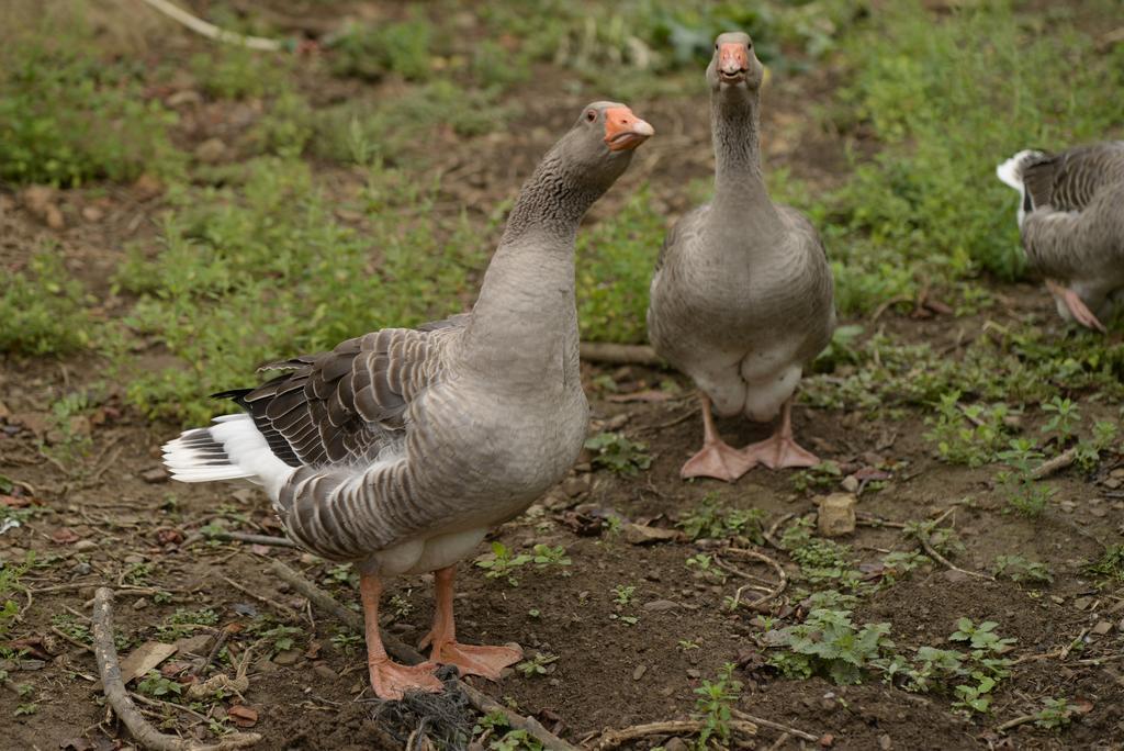 Agroturismo Ordaola アロンソテギ エクステリア 写真